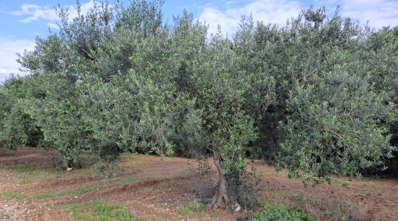 Tarragona - Vila-seca - 23307m2