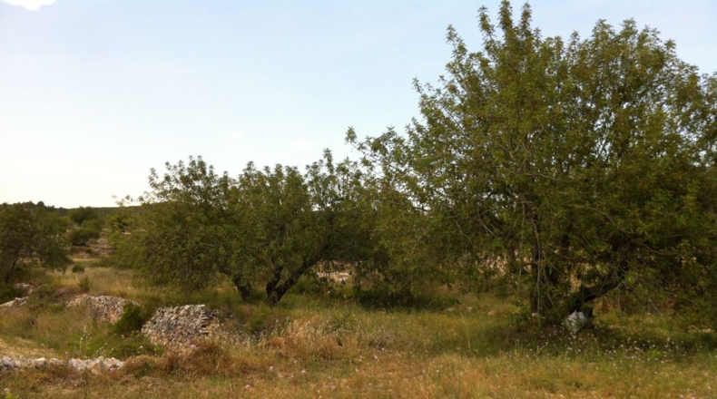 Tarragona - la Pobla de Montornès - 30000m2