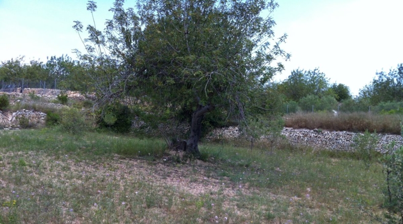 Tarragona - la Pobla de Montornès - 30000m2