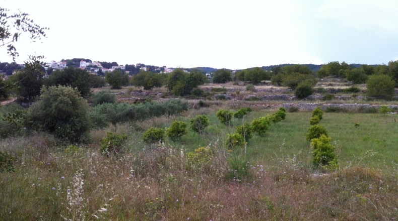 Tarragona - la Pobla de Montornès - 30000m2