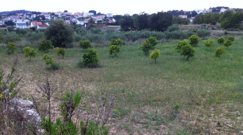 Tarragona - la Pobla de Montornès - 30000m2