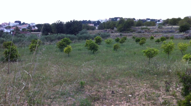 Tarragona - la Pobla de Montornès - 30000m2