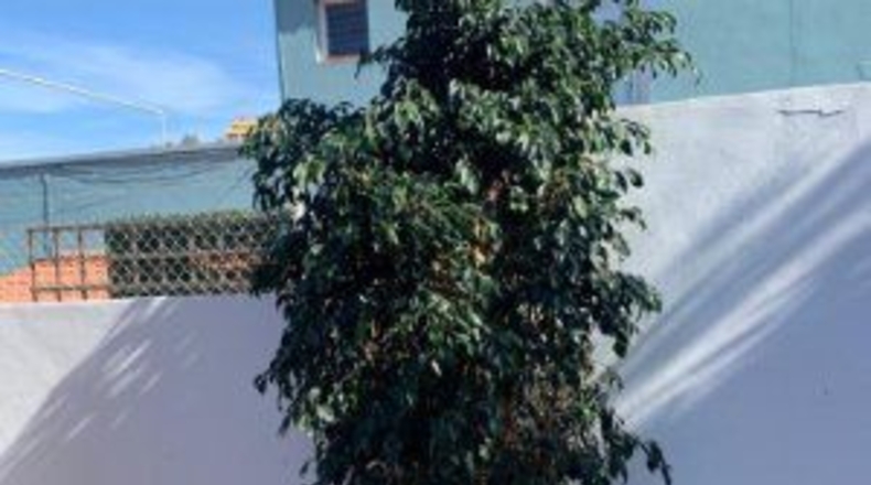 Santa Creu de Tenerife - Las Dehesas - 435m2