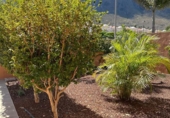 Chalet independiente con terreno en venta en Buenavista del Norte ref: TR360903 foto