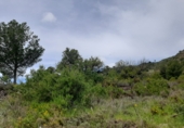 Terreny no urbanitzable en venda a la Vall d'Uixó ref.: TR234286 foto
