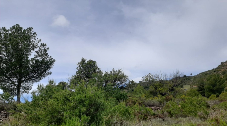 Castellón - la Vall d'Uixó - 11371m2