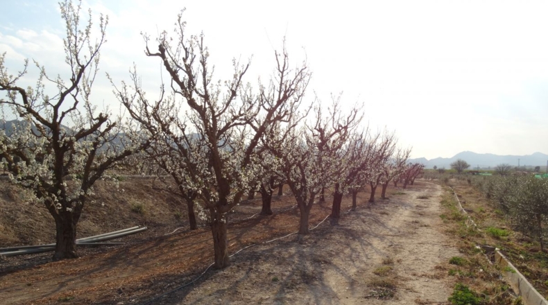 Murcia - Perdiguera - 9000m2