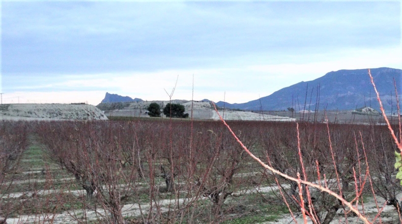 Murcia - Cieza - 13000m2