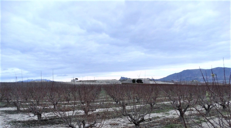 Murcia - Cieza - 13000m2