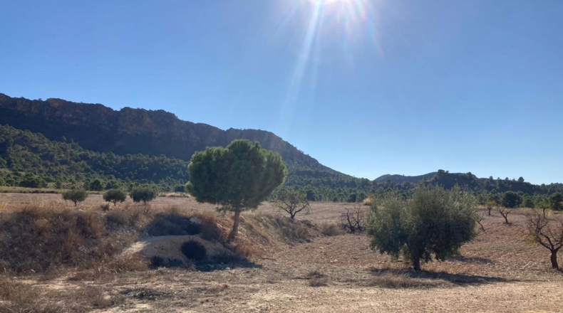 Murcia - Cieza - 118909m2