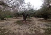 Casa de camp amb terreny en venda a Cieza ref.: TR188827 foto