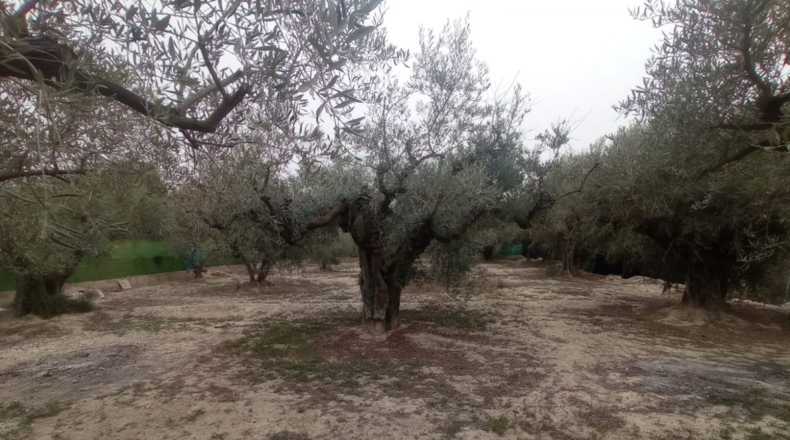 Murcia - Cieza - 1200m2