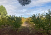 Finca rústica en venda a Cieza ref.: TR189248 foto