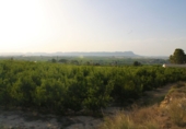 Finca rústica en venda a Cieza ref.: TR209618 foto