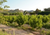 Finca rústica en venda a Cieza ref.: TR209618 foto