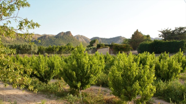 Murcia - Perdiguera - 42289m2