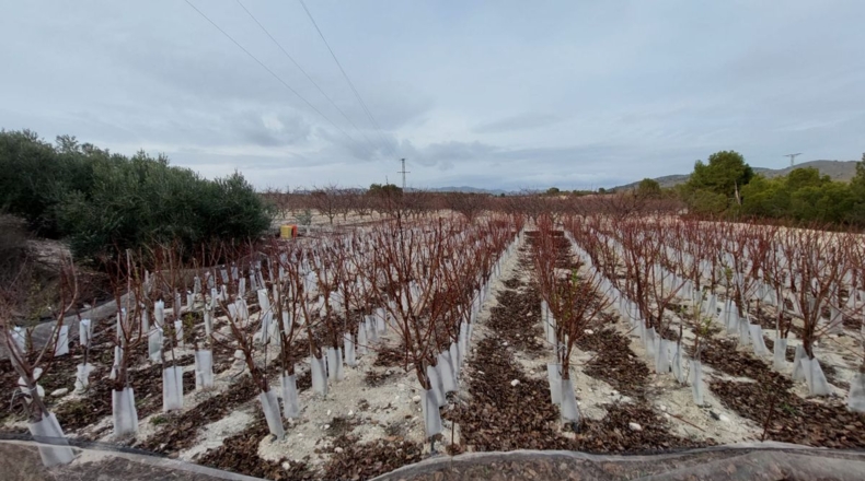 Murcia - Cieza - 70000m2