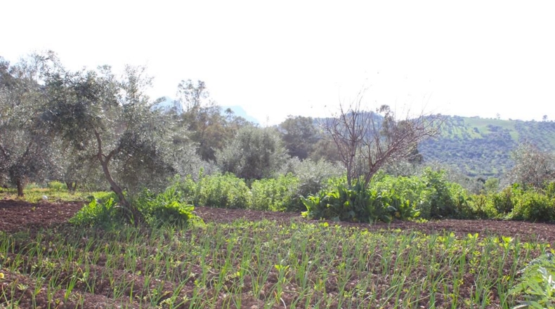 Cádiz - Algodonales - 9m2