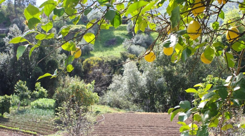 Cádiz - Algodonales - 9m2