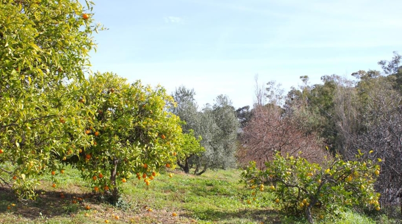 Cádiz - Algodonales - 9m2