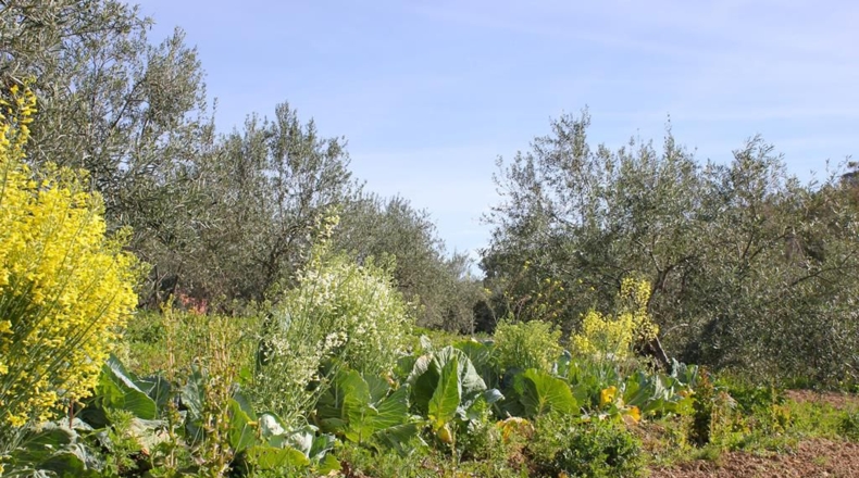 Cádiz - Algodonales - 9m2