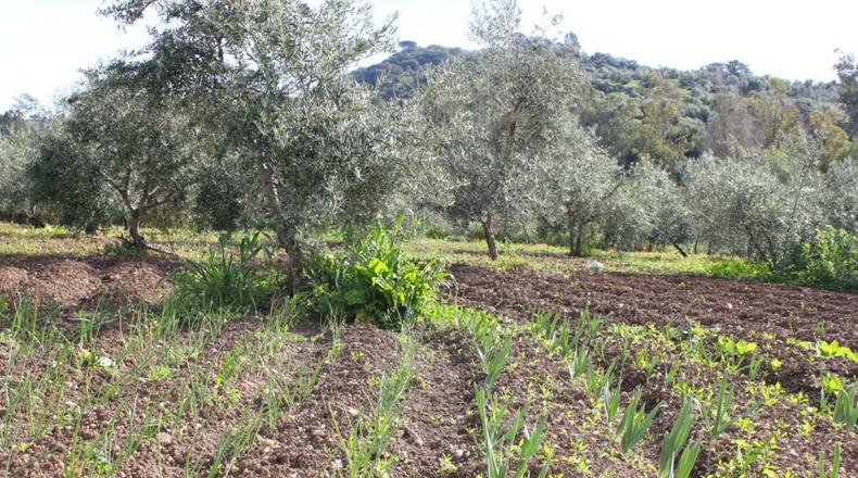 Cádiz - Algodonales - 9m2
