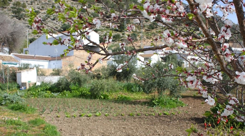 Cádiz - Algodonales - 9m2