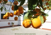Finca rústica en venda a Algodonales ref.: TR284305 foto