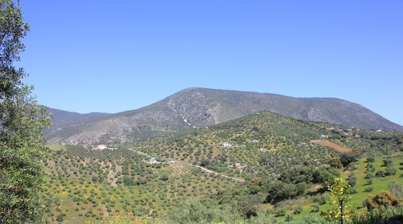 Cádiz - Algodonales - 48273m2