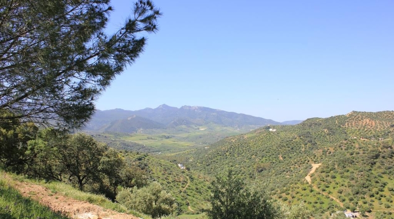 Cádiz - Algodonales - 48273m2