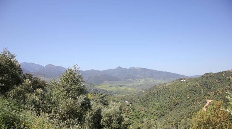Cádiz - Algodonales - 48273m2