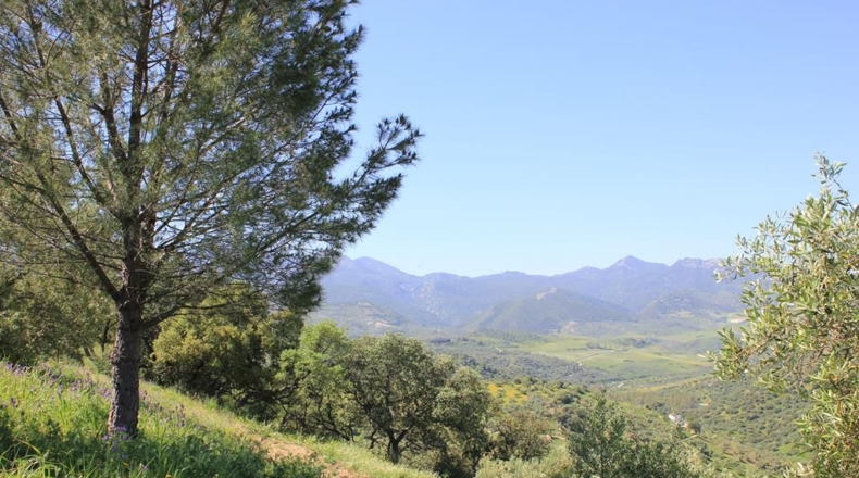 Cádiz - Algodonales - 48273m2