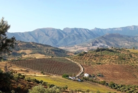 Algodonales 59534&nbsp;m² 