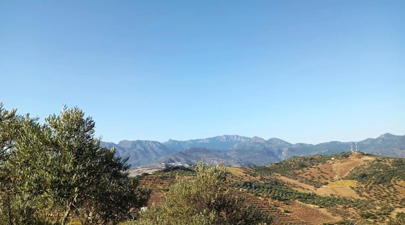 Cádiz - Algodonales - 59534m2