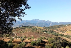 Algodonales 59534&nbsp;m² 