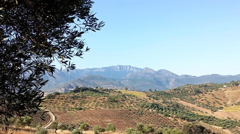 Cádiz - Algodonales - 59534m2