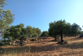 Algodonales 59534&nbsp;m² 