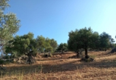 Земля на продажу у города Algodonales Фото
