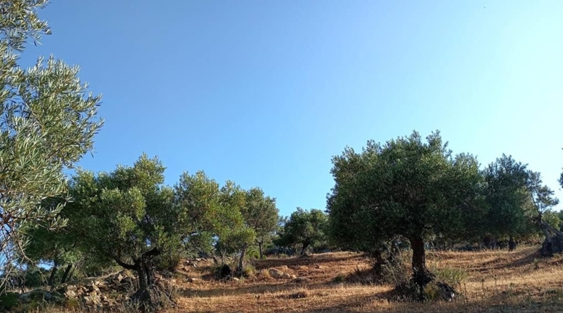 Cádiz - Algodonales - 59534m2