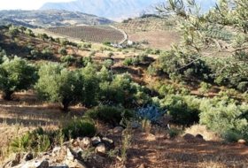Algodonales 59534&nbsp;m² 