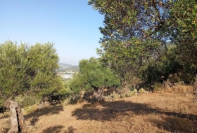 Algodonales 59534&nbsp;m² 