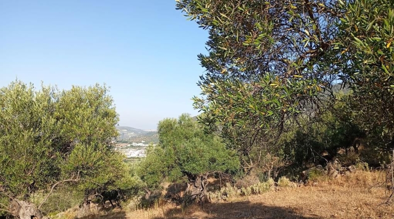 Cádiz - Algodonales - 59534m2
