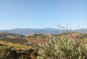 Algodonales 59534&nbsp;m² 
