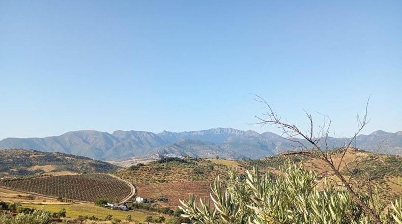 Cádiz - Algodonales - 59534m2