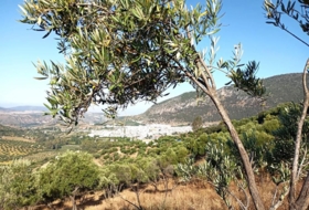 Algodonales 59534&nbsp;m² 