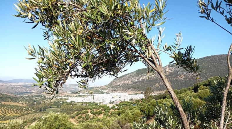 Cádiz - Algodonales - 59534m2