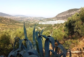 Algodonales 59534&nbsp;m² 