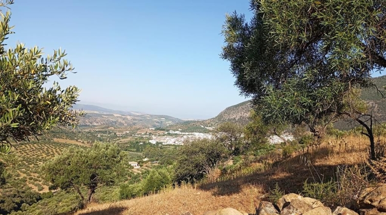 Cádiz - Algodonales - 59534m2