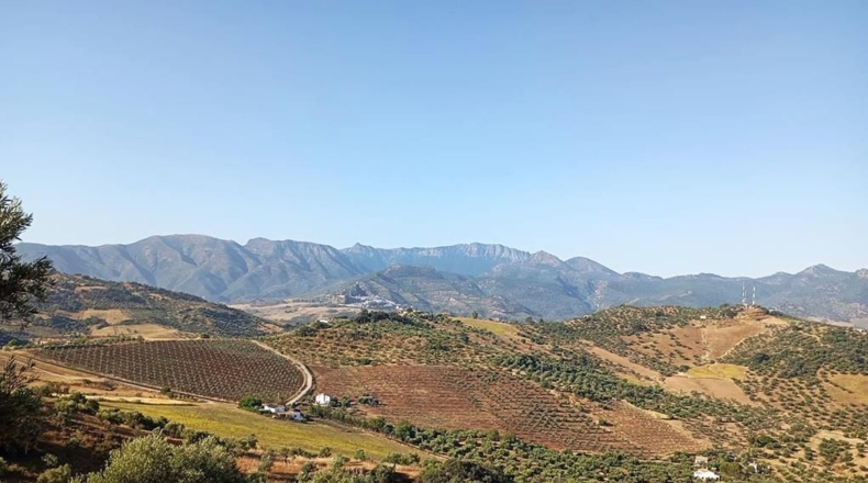 Cádiz - Algodonales - 59534m2