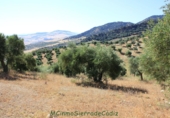 Земля на продажу у города Montecorto Фото
